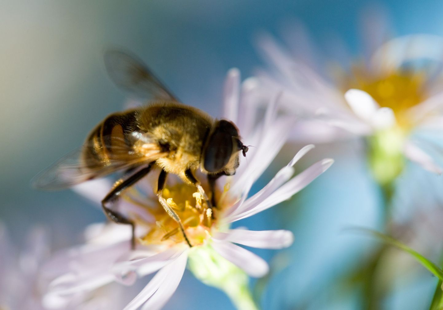 Mesilaste seas teeb hävitustööd tundmatu haigus.