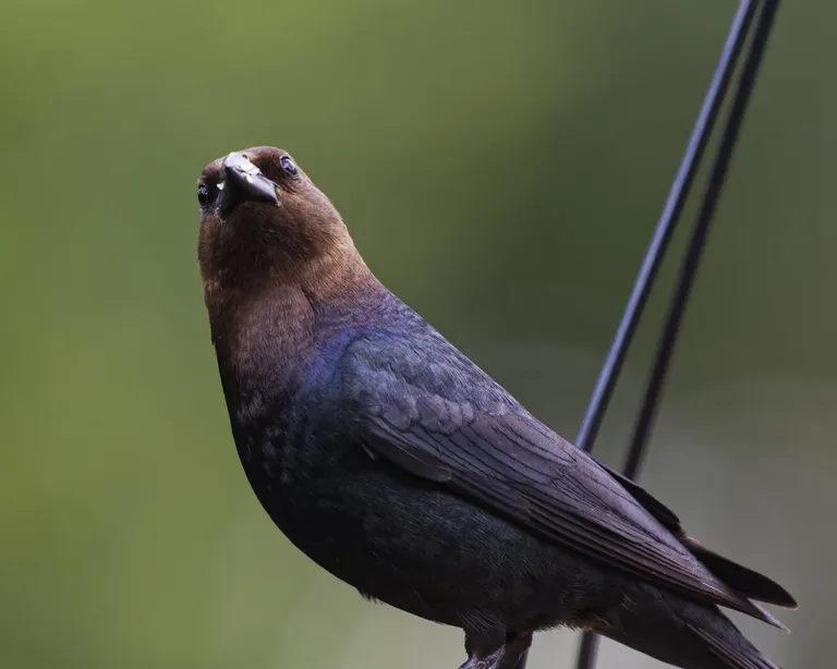 Piisoniturpial