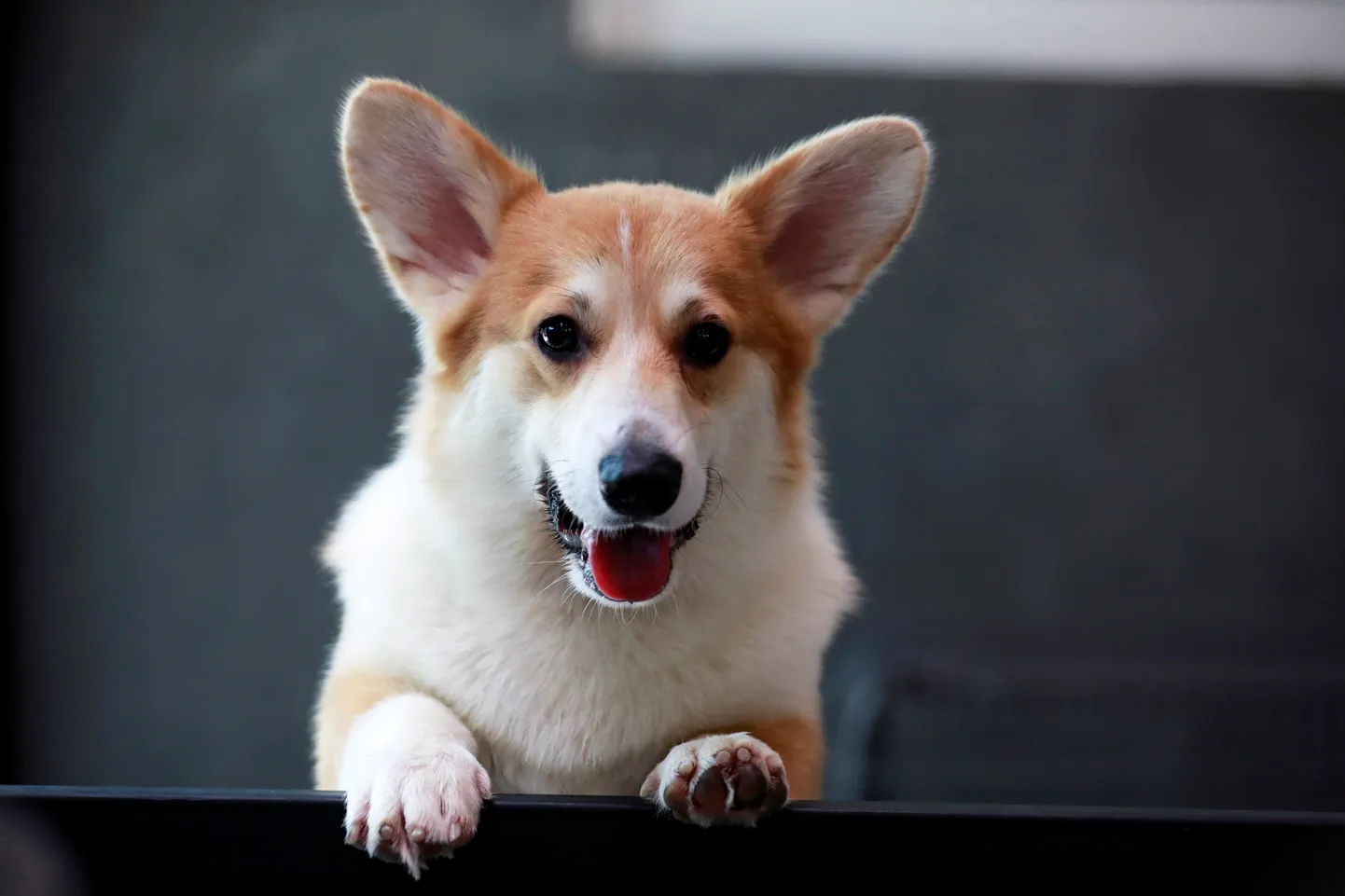 Corgi.