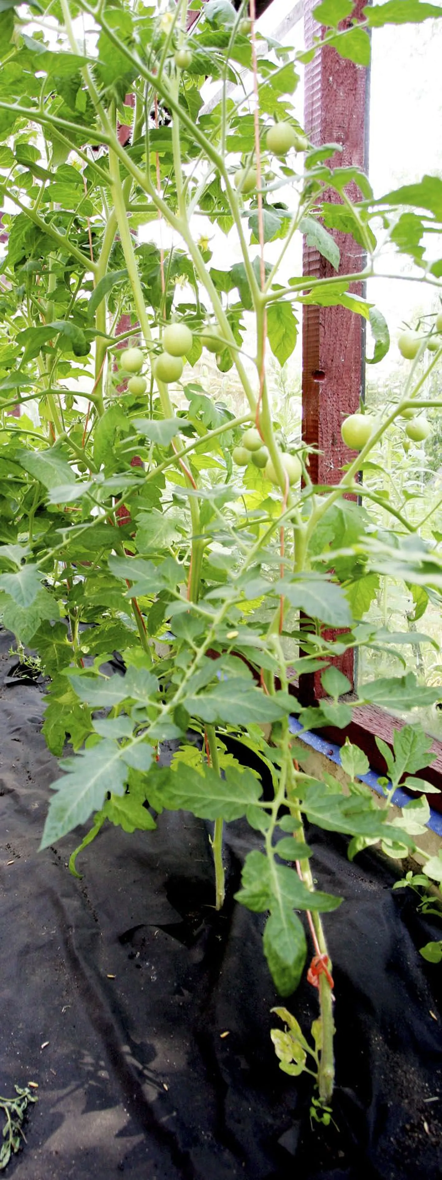 Tomatitaim. Pilt on illustreeriv.