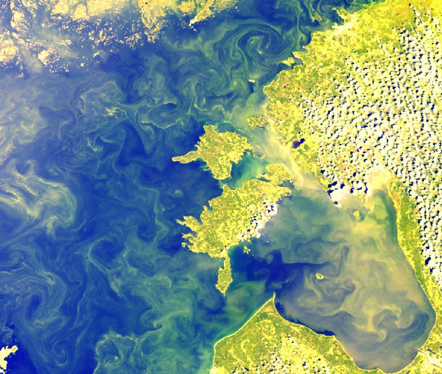 Rohelist värvi sinivetikate mürgid on ohtlikud inimestele ja loomadele. Soojadel suvedel kattub Läänemeri ülenisti ohtliku vetikasulbiga.