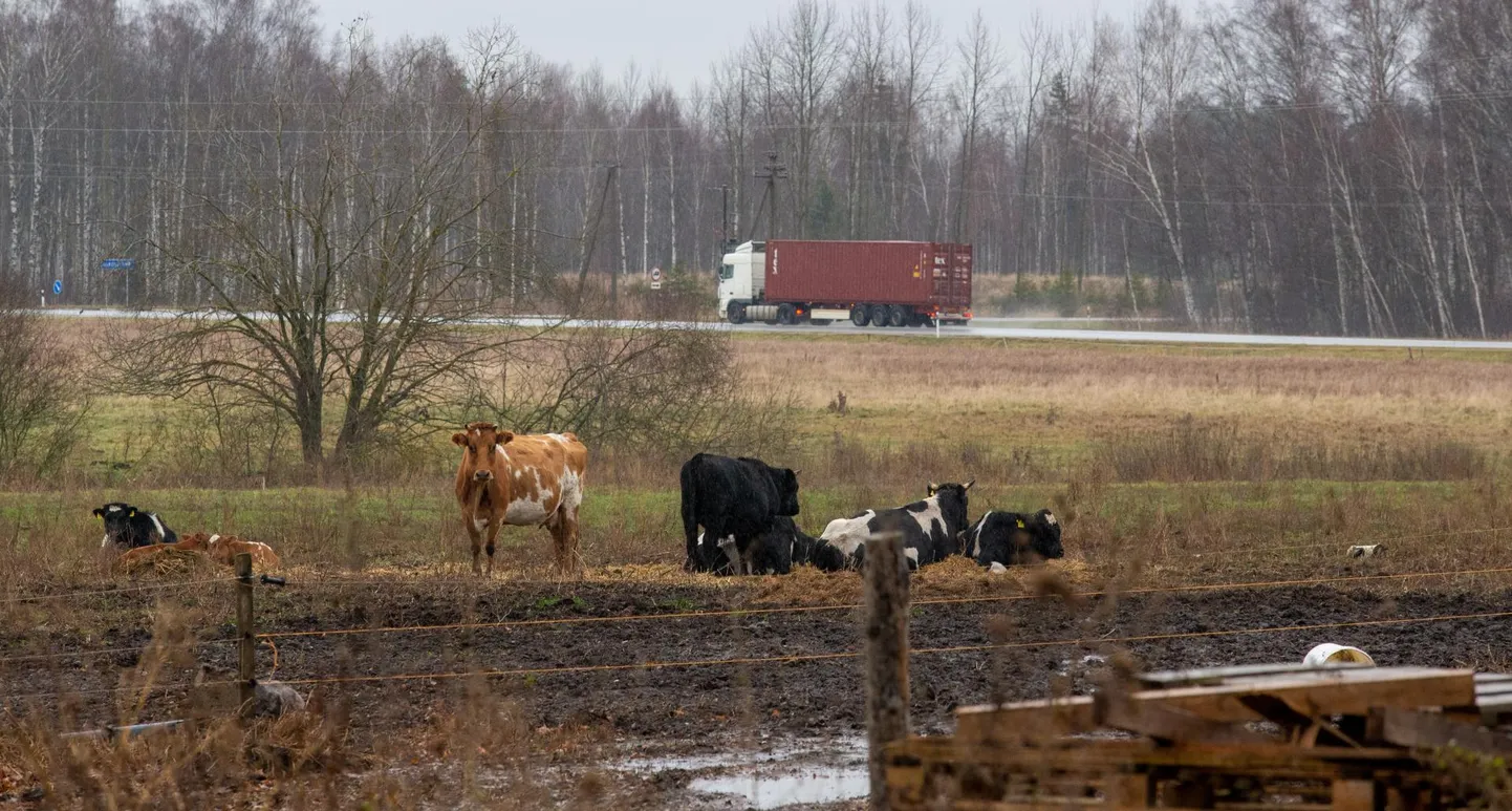 Kolmapäeval oli Reolas veisekari korralikult elektrikarjuse taga. Aga mitu korda on juhtunud, et mõni loom läheb koplist jalutama suure liiklusega maanteele.