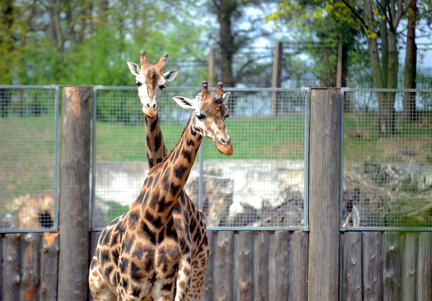 Žirafes Rīgas Zooloģiskajā dārzā.