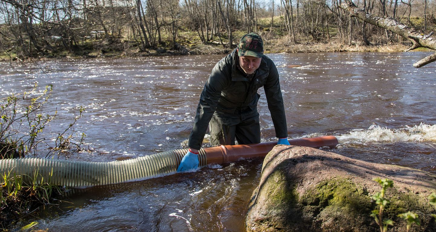 Согласно нынешним оценкам, молодь лосося нужно будет заселять в реку Пуртсе еще в течение пяти лет.