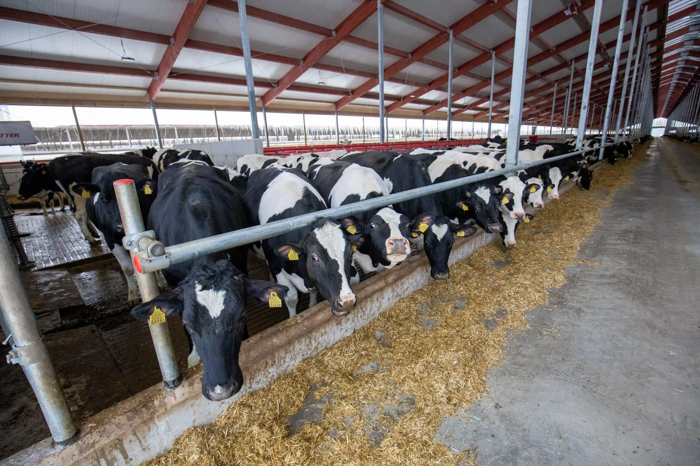 Lehmadele on heaks piimatootmiseks vaja värsket õhku, kuiva aset ja head sööta. Seda kõike ja veelgi enam saavad 1038 lehma vast avatud Väätsa kolmandas laudas.