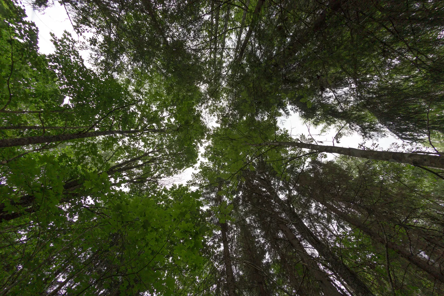 Natura 2000 toetus on ette nähtud erametsamaale, mis paikneb kaitstavatel aladel, kus  erametsaomanik on pidanud raietest loobuma kas osaliselt või täielikult.