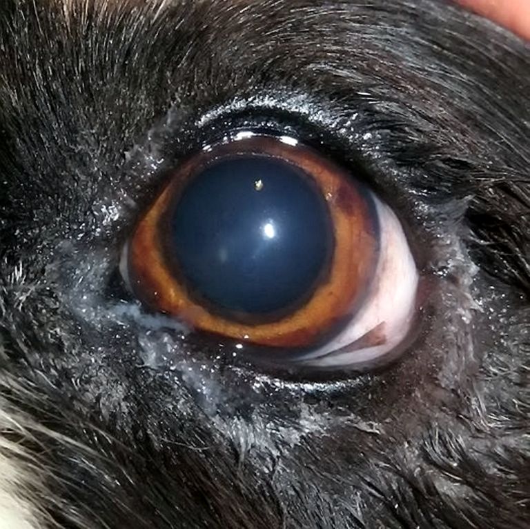 Beni silm pärast operatsiooni – paranemine on märgatav!