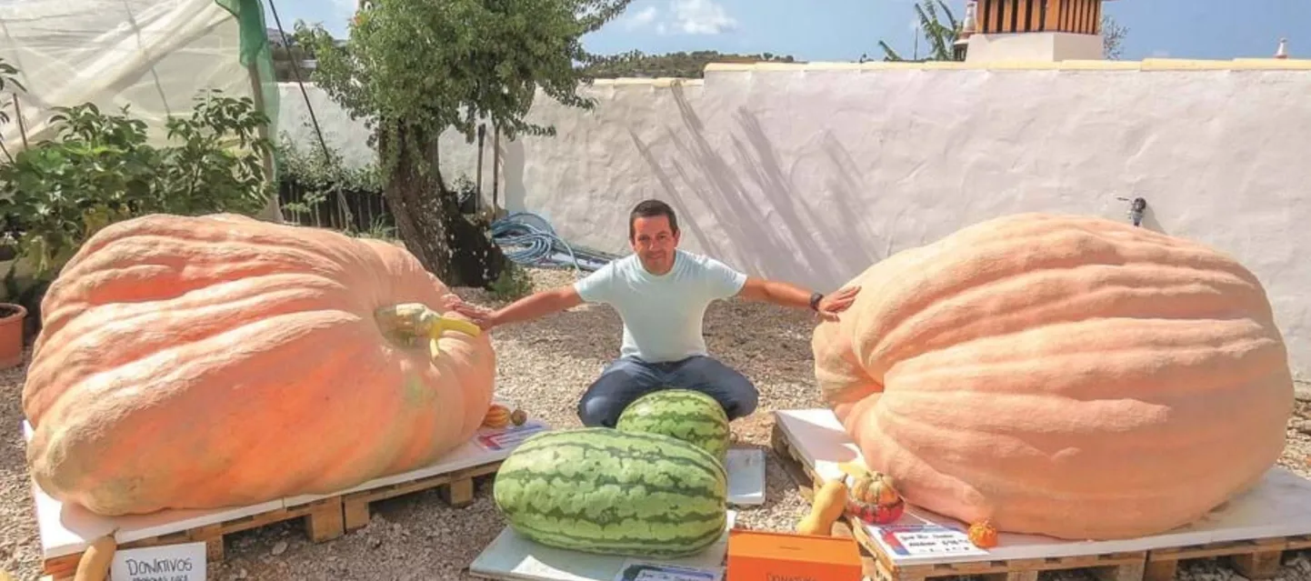 Baarmanina töötav portugaallane võitis juba teist aastat järjest riigi suurima kõrvitsaga, mis kaalub ligi 700 kilo, kohaliku nunnukonkursi.