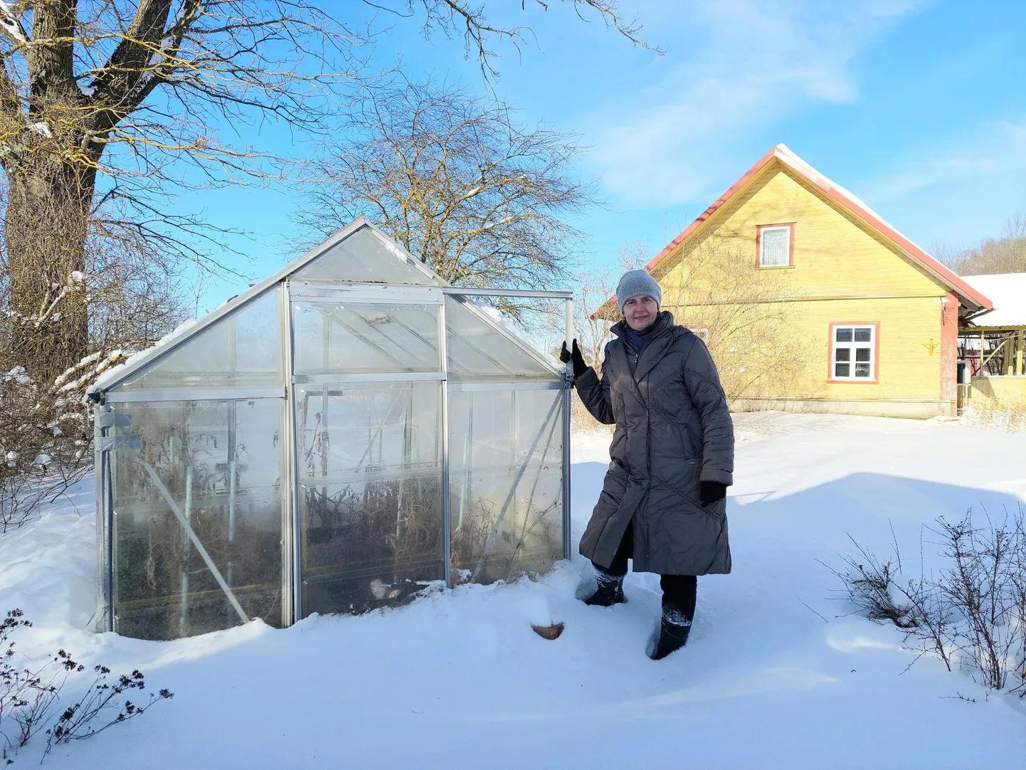 Ülle Juki kasvuhoones on veel mullusuvised tomatitaimed ning klaasmaja ümbrus on mattunud paksu lumme, kuid sellest hoolimata keerlevad ka tema mõtted juba uue potipõllunduse hooaja ümber.
